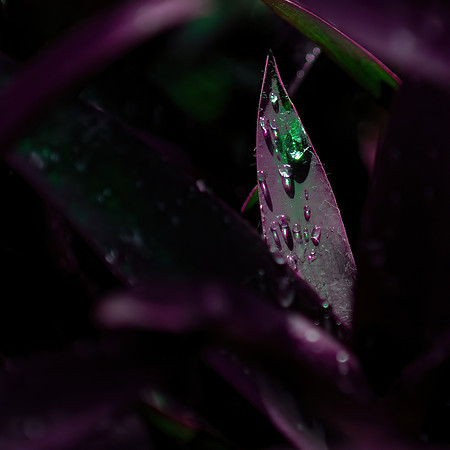 John Foehl Water Droplets SW4-clear
