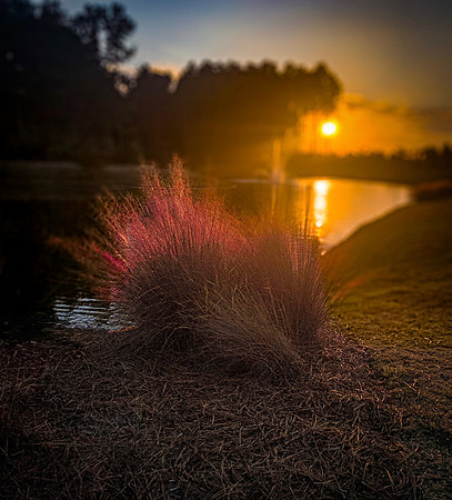 Ellen Yampolsky MuhlyGrass
