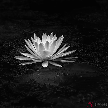 John Foehl Cypress Water Lily