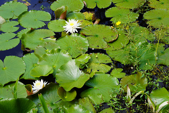 BARBARA JEAN LANGBORGH DSC00123