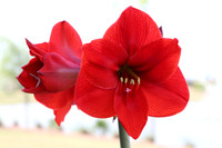 Amaryllis - Joe