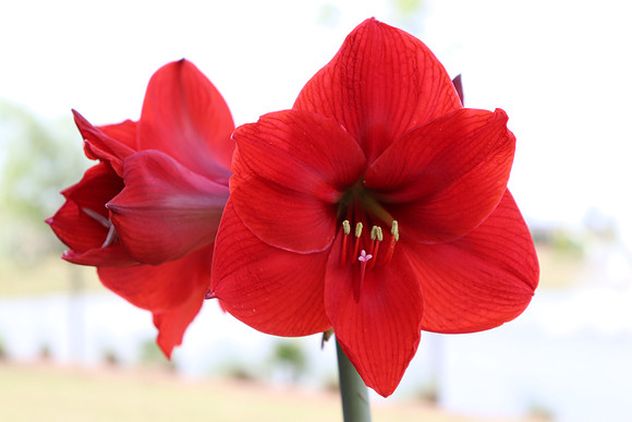 Amaryllis - Joe