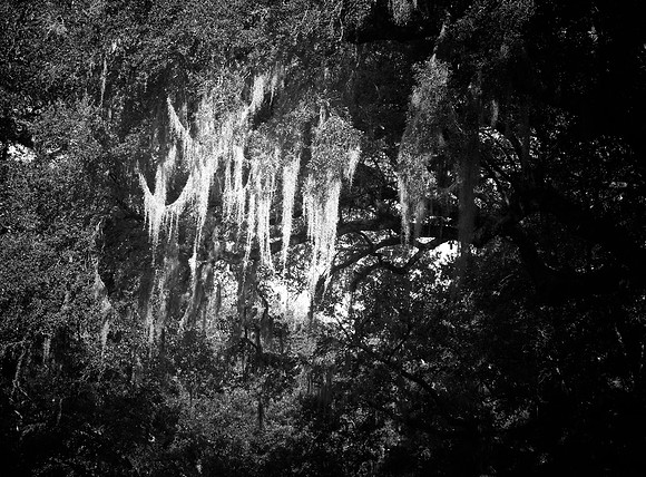 Ron B&W Moss