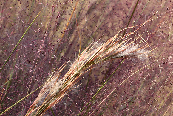 RR Schulman MuhlyGrass IMG_0568a