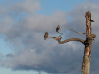 Delores Carter 2 Young Eagles
