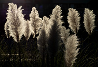 Tom Conry MuhlyGrass Isle of Palms - Mt Pleasant October 23, 2020 805