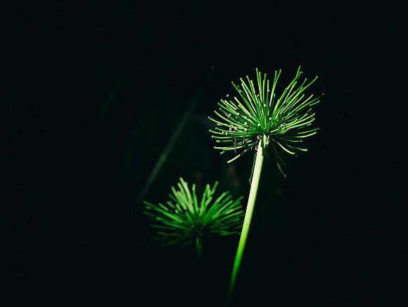 Ron Seed Stalk