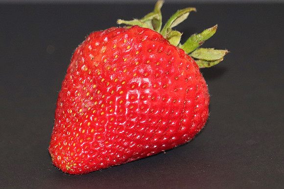 schulman berry 1
