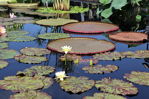 Laferte - Lillies - Longwood Garden