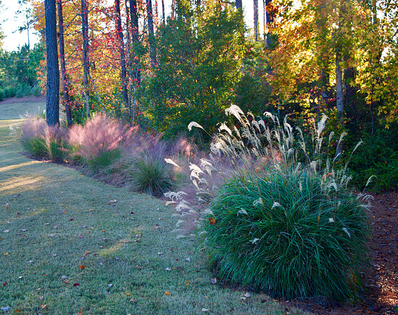Dennis Forman Muly Grass 1