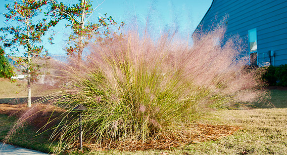 Dennis Forman Muly Grass 3