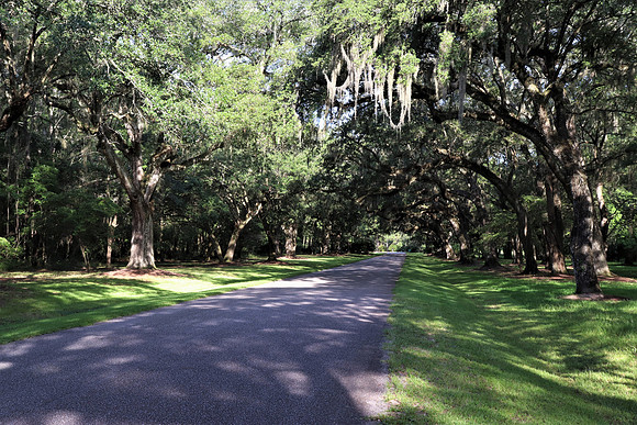 Joe - Entrance with Live Oaks