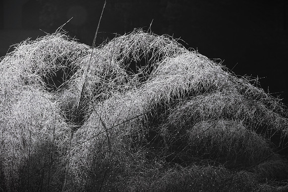 Bedard-Dew on Muhly B&W
