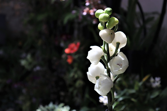Laferte - Orchid - Longwood Gardens