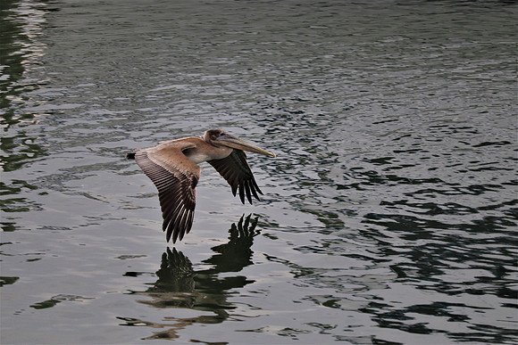 Joe Laferte Brown Pelican