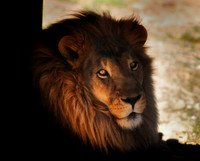 Ronald Bedard Lion Mane