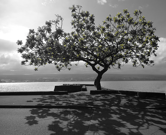RR Schulman Tree B&W