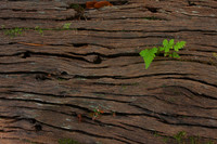 Russ - IMG_5108b