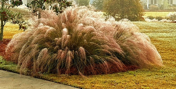 RR Schulman MuhlyGrass b