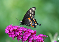 Ronald Bedard Black Beauty