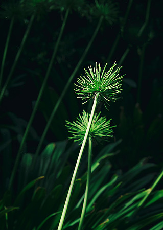 Ron Seed Stalk2