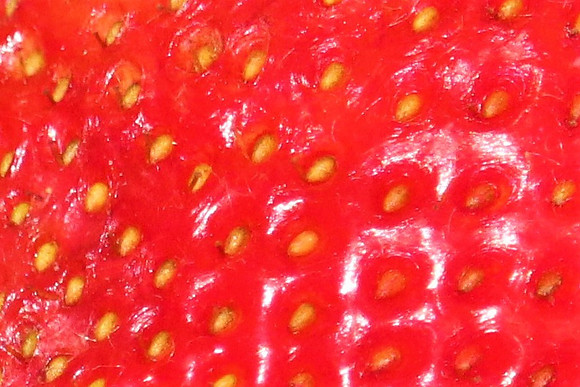 schulman berry 2