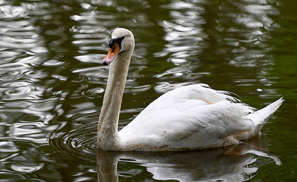 Michael Pausic 20250508-Swan Lake-Iris Gardens SC-032