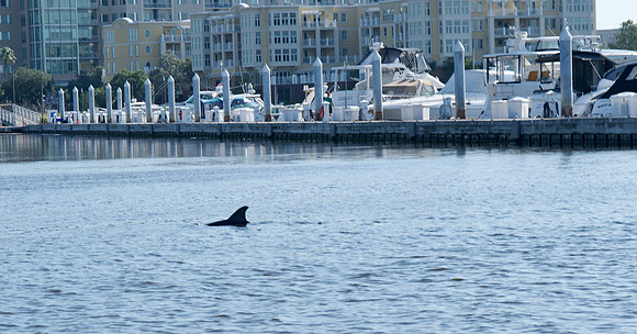 Dennis Forman DSC_0413