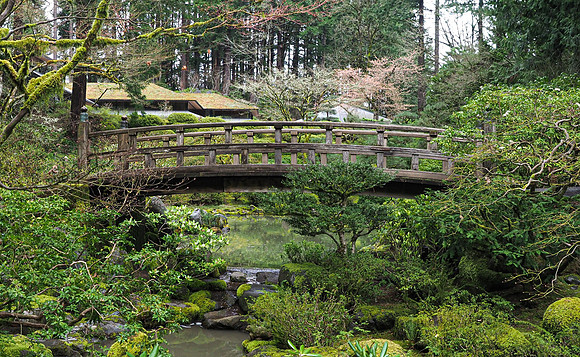Tim - Japanese Gardens - Portland March 24, 2025 016.jpg