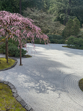 Tim - Japanese Gardens - Portland March 24, 2025 057.jpg