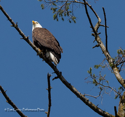 Portland OR May 04, 2018  056