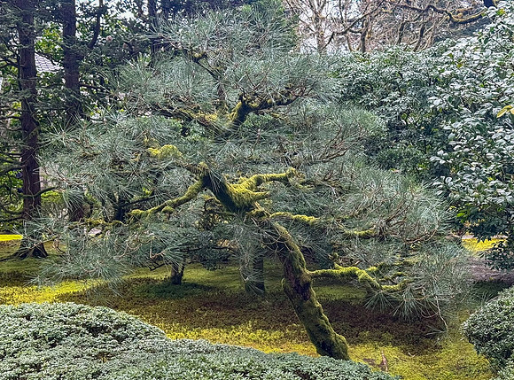Tim - Portland Japanese Gardens  March 24, 2025 005.jpg