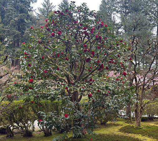 Tim - Japanese Gardens - Portland March 24, 2025 062.jpg