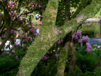 Portland OR May 04, 2018  042