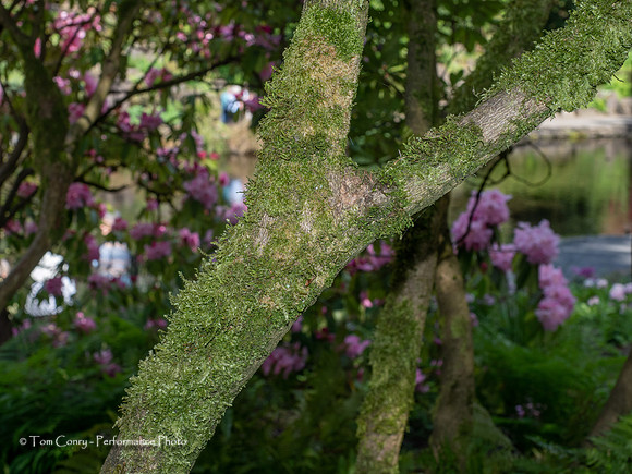 Portland OR May 04, 2018  042