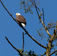 Portland OR May 04, 2018  060