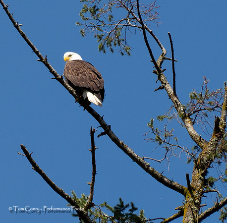Portland OR May 04, 2018  060