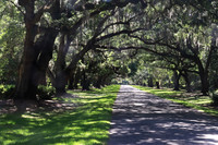 Joe Laferte Oaks at Mepkin Abbey