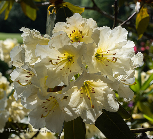 Portland OR May 04, 2018  078