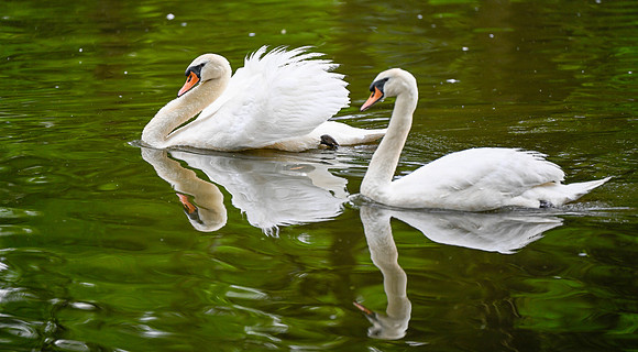 Michael Pausic 20250508-Swan Lake-Iris Gardens SC-028